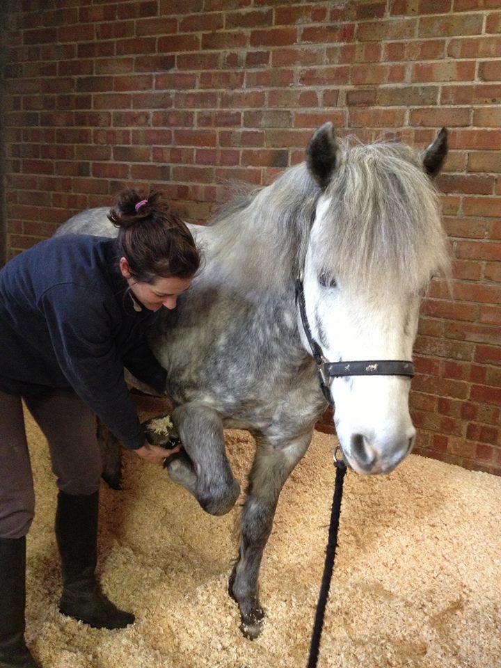 Equine Osteopathy Active Life Osteopathy